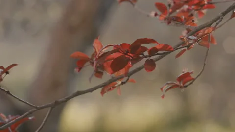 Red prunus tree leafs branch in spring still wind Stock Footage 228875643