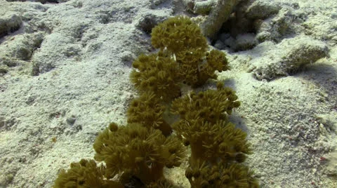 Red pulse soft coral Stock Footage 24233614