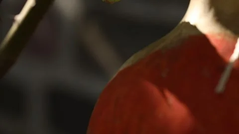 Red pumpkin 2 Stock Footage 321201183