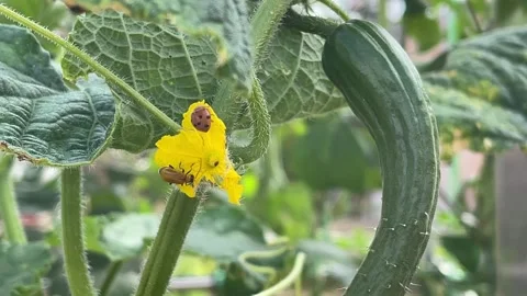 Red Pumpkin Beetle And 28 Spotted Potato Ladybird On Cucumber Flower Stock Footage 331434403