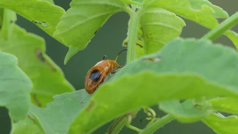 Red Pumpkin Beetle. Stockbeeldmateriaal 340149084