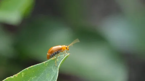 Red pumpkin beetle. Видео 340149103