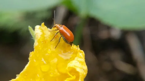 Red pumpkin beetles foraging Stock Footage 261286778