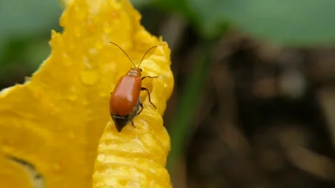 Red pumpkin beetles foraging Stock Footage 261286841