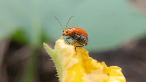 Red pumpkin beetles foraging Stock Footage 261286843