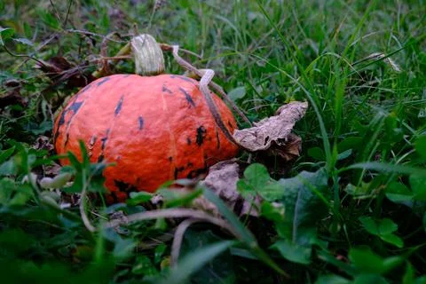 Red pumpkin Stock-Fotos