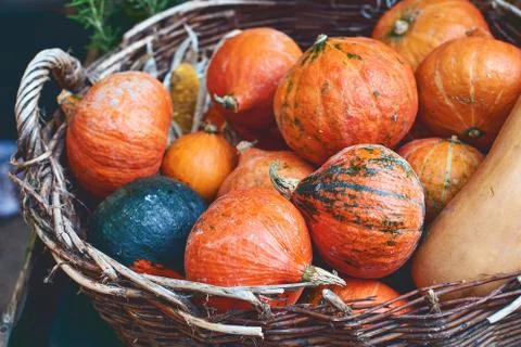 Red pumpkins in a wicker basket Stock Photos
