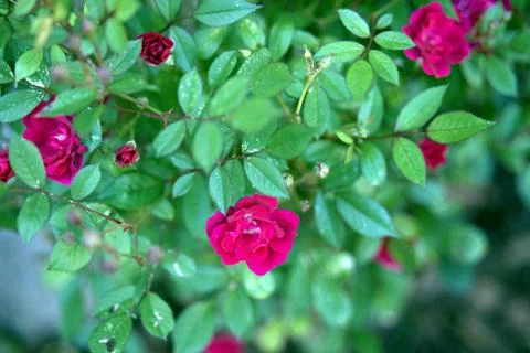 Red puple rose background, with shallow depth of field Stock Photos