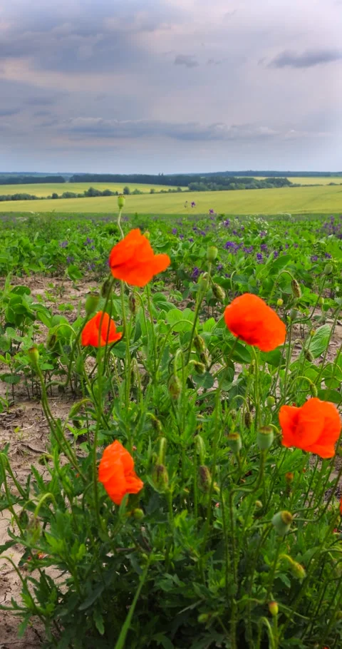 Red Puppies in the fields in Ukraine Stock Footage 293309053