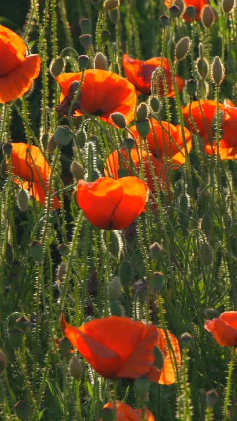 Red Puppies Stock Footage 293155544