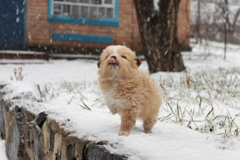 Red puppy Foto stock