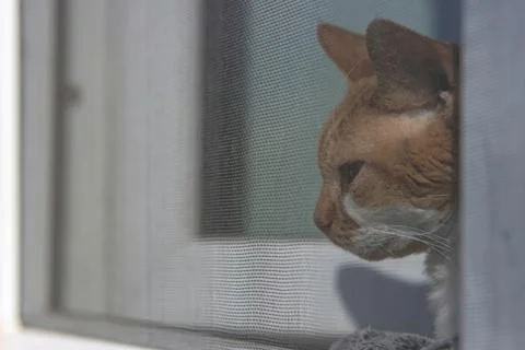 Red purebred cat Devon Rex sits by the window behind a mosquito net that prev Stock Photos