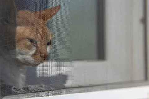 Red purebred cat Devon Rex sits by the window behind a mosquito net that prev Stock Photos