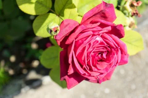 Red purpe rose blooming Stock Photos