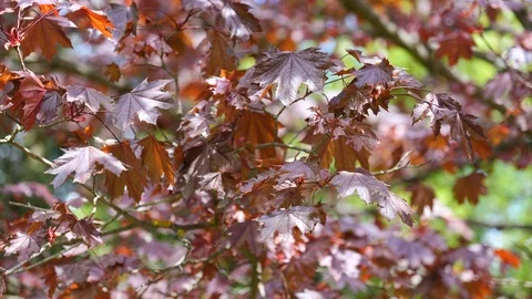 Red to purple leaves of maple tree swinging in gentle wind, 4K Stock Footage 106947732