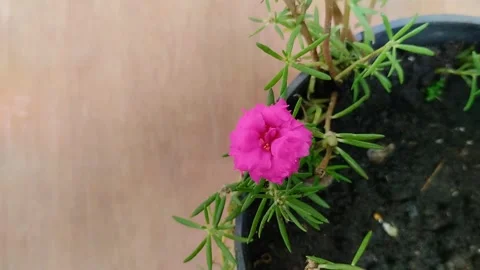 Red purslane rose or rose moss flowers Stockbeeldmateriaal 302153853