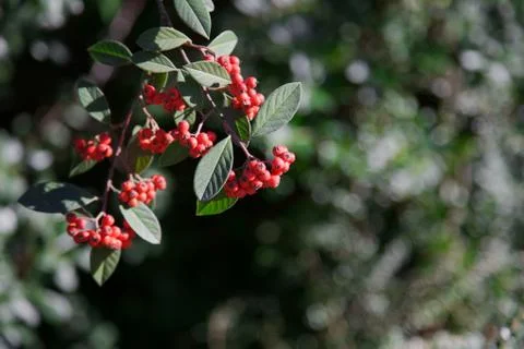 Red pyracantha berries Stock Photos