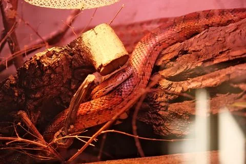 Red python python, python snake, python python, python, python snake, snake,  Photos