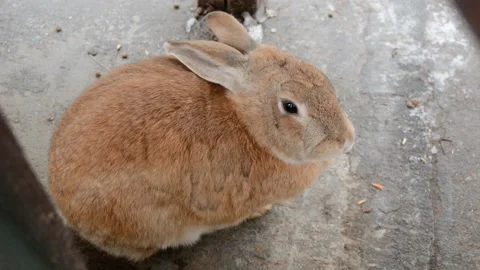Red rabbit on a concrete background moving its nose Stock Footage 131607445