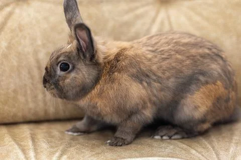 Red rabbit on the couch. Pet concept. Easter holidays. Stock Photos