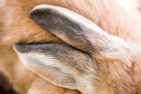 Red rabbit ears close up background body part 库存照片