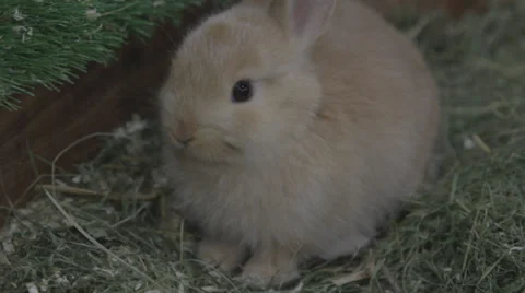 Red rabbit Stock Footage 33448441