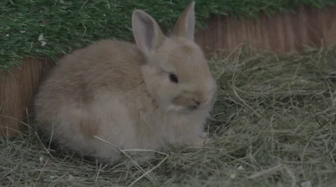 Red rabbit Stock Footage 33448445