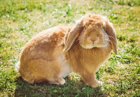 Red rabbit on green grass Foto stock
