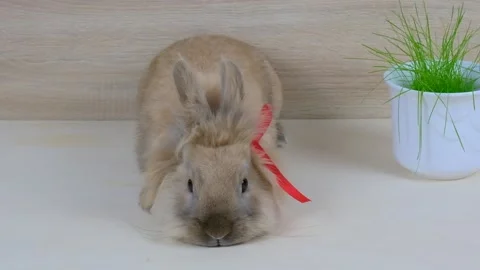 Red rabbit. Home decorative rabbit. Little bunny. easter bunny. Stock Footage 232623145