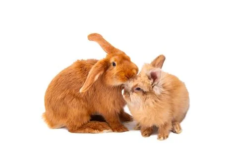 Red rabbit isolated Stock Photos