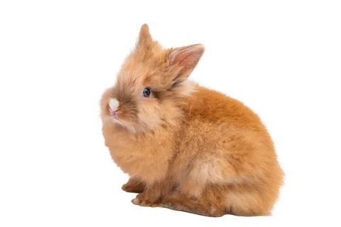 Red rabbit isolated Stock Photos