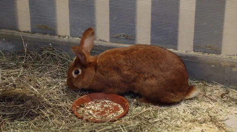 Red rabbit in the petting zoo Stock Footage 64538078