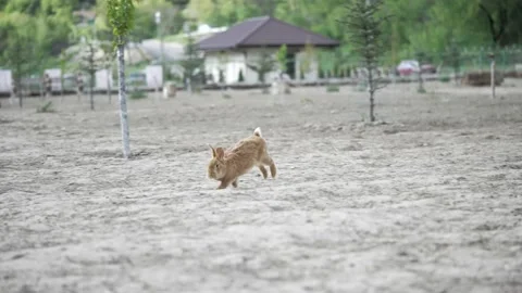The red rabbit runs and waves his tail funny. Rural life for breeding rabbits. Video stock 189922850