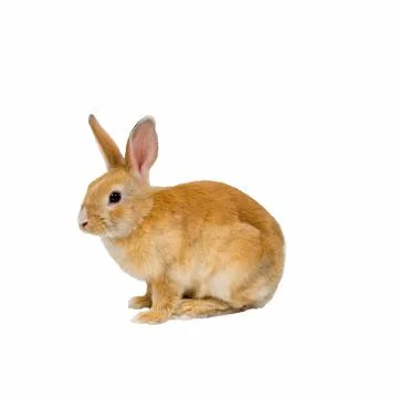 Red rabbit sits on a white background. Pets concept. Stock Photos
