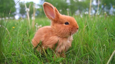 Red rabbit sitting and eating green grass Stock Footage 87085496