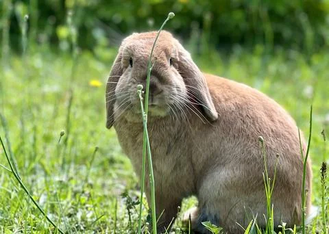 A red rabbit sitting in the grass Foto stock