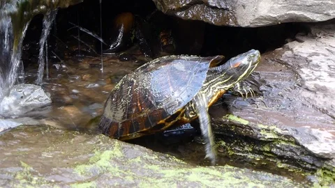 Red racer turtle climbs rocks HD 動画素材 94382820