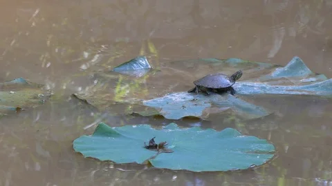 Red racer turtle on lily pad 23.98fps 4K Stock Footage 95917423