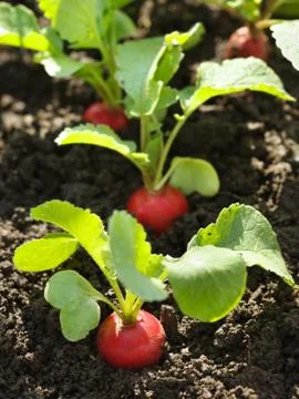Red radish in bed Stock Photos