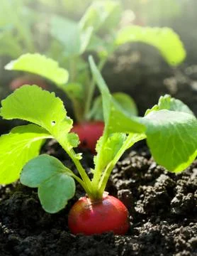 Red radish in bed Stock Photos