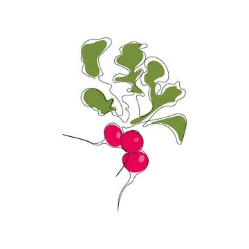 Red radish in continuous line art drawing style. Stock Illustration