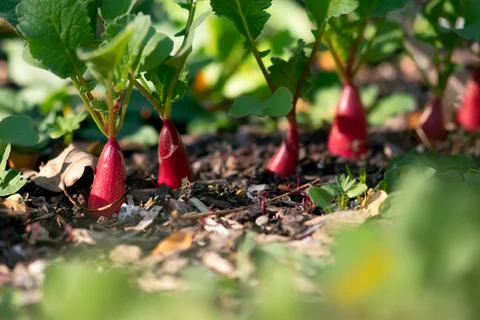 Red Radish Growing Stock Photos