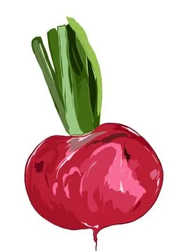 Red radish Illustrazione stock