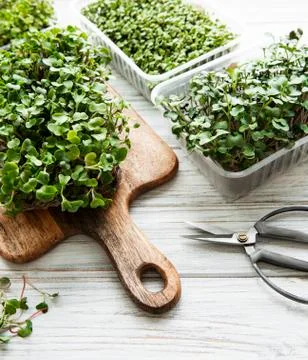 Red radish microgreens Foto stock