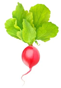 Red radish Stock Photos