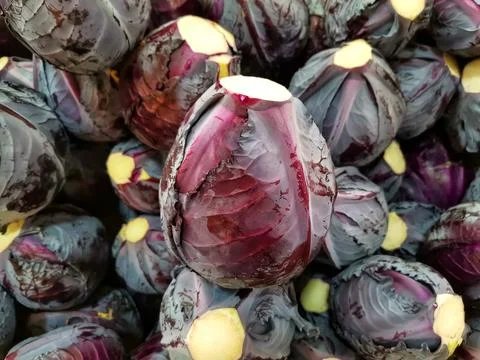 Red radish. Stock Photos