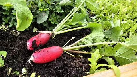 Red radish Stock Photos