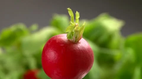 Red radish, rotate Stock Footage 10730386