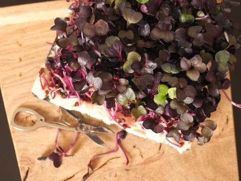 Red radish sprouts in a kitchen Stock Photos