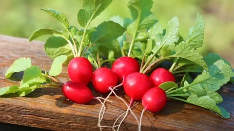 Red radish on table with plantation in the  background. Stock Footage 109624583